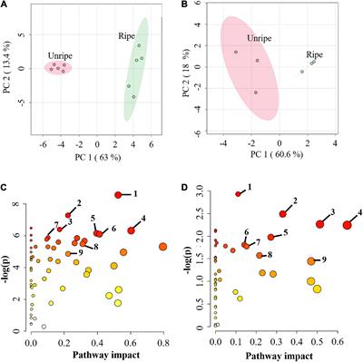 Assessing Dynamic Changes of Taste-Related Primary Metabolism During Ripening of Durian Pulp Using Metabolomic and Transcriptomic Analyses